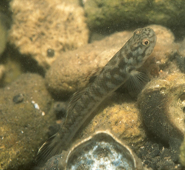 Mugilogobius abei